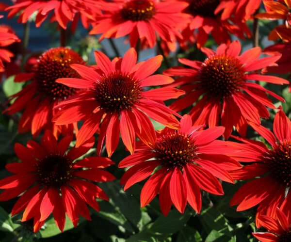 Echinacea Sombrero® Sangrita LARGE Perennial Plug Plants Pack x6