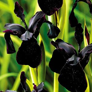 Iris Chrysographes Black Form Supersize XXL Plug Plants Pack x3