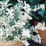 Euonymus fortunei 'Harlequin' XL Evergreen Shrub Plug Plants Pack x3