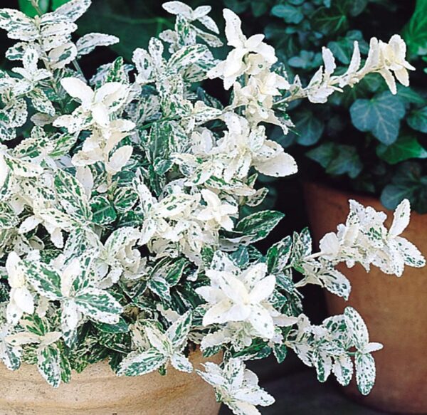 Euonymus fortunei 'Harlequin' XL Evergreen Shrub Plug Plants Pack x3