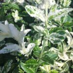 Euonymus fortunei 'Harlequin' XL Evergreen Shrub Plug Plants Pack x3