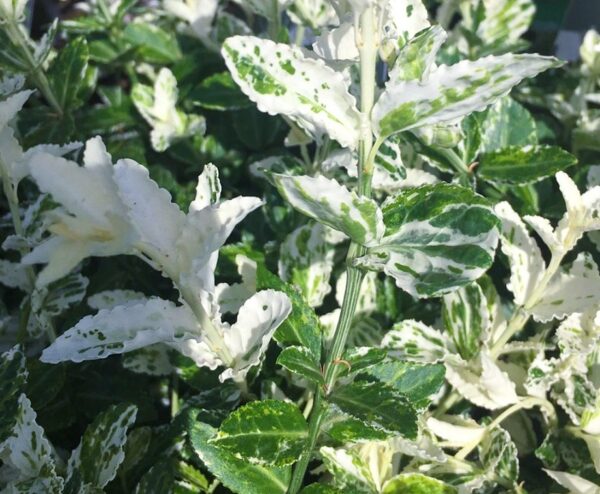 Euonymus fortunei 'Harlequin' XL Evergreen Shrub Plug Plants Pack x3