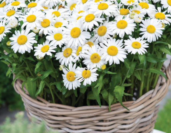 Shasta Daisy Ooh La™ Lagrande Perennial Plug Plants Pack x6