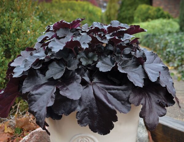 Heuchera x Hybrida 'Black Pearl' Perennial Garden (LARGE) Plug Plants Pack x6