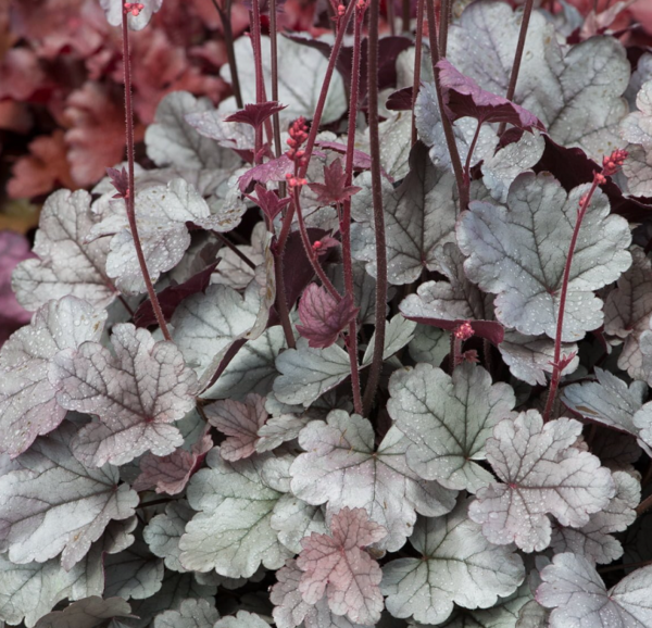 Heuchera x Hybrida 'Silver Gumdrop' Perennial Garden (LARGE) Plug Plants Pack x6