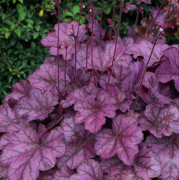 Heuchera x Hybrida 'Wild Rose' Perennial Garden (LARGE) Plug Plants Pack x6