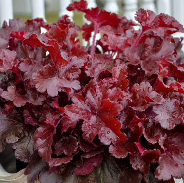 Heuchera x Hybrida 'Cherry Truffles' Perennial Garden (LARGE) Plug Plants Pack x6