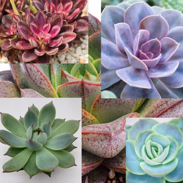Echeveria Mixed Perennial Plug Plants Pack x6