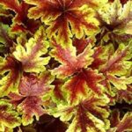 Heuchera x Hybrida 'Gold Zebra' Perennial XXL Supersize Plug Plants Pack x3