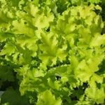 Heuchera x Hybrida 'Lime Marmalade' Perennial LARGE Plug Plants Pack x3
