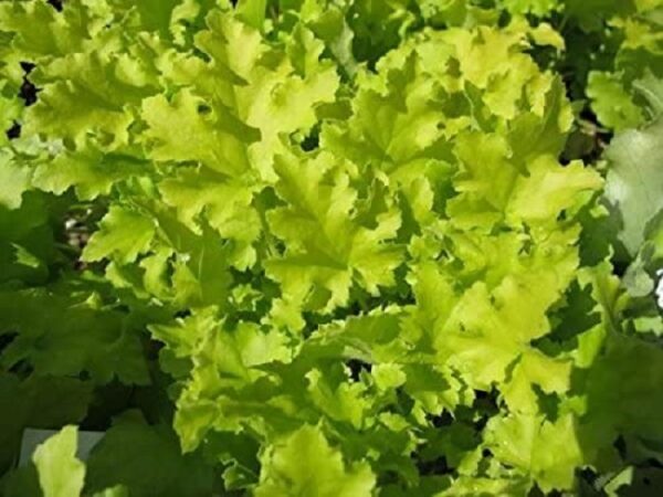 Heuchera x Hybrida 'Lime Marmalade' Perennial LARGE Plug Plants Pack x3