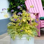 Polemonium Golden Feathers Perennial Plug Plants Pack x6