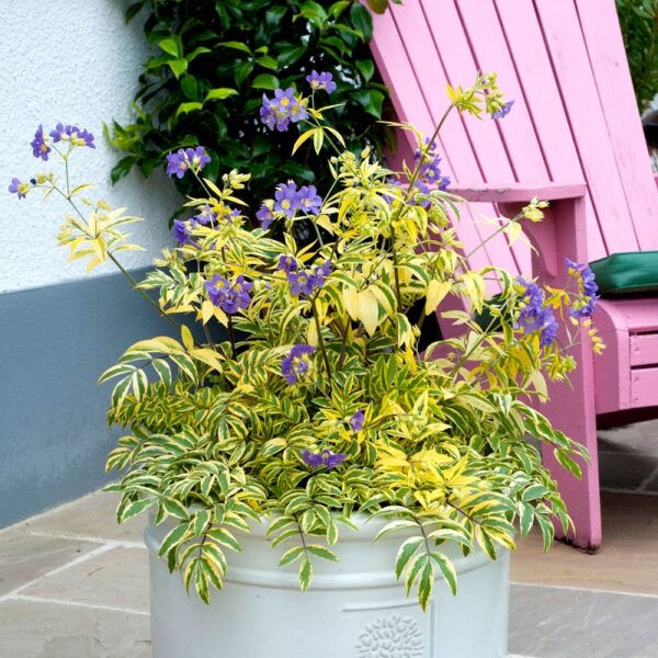 Polemonium Golden Feathers Perennial Plug Plants Pack x6