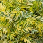 Polemonium Golden Feathers Perennial Plug Plants Pack x6