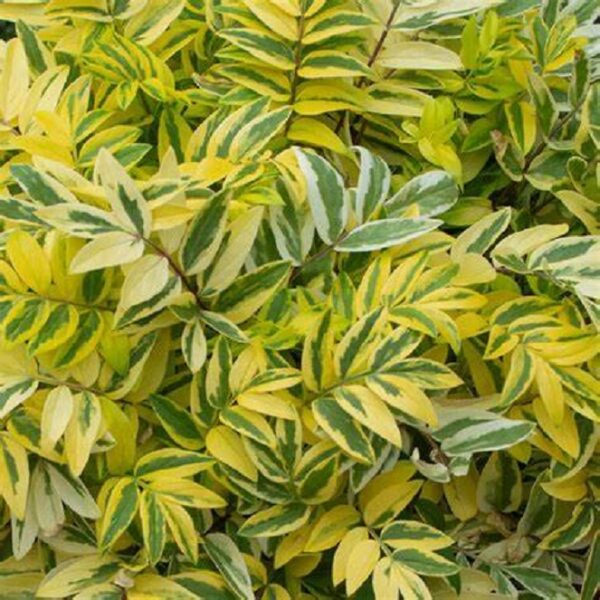 Polemonium Golden Feathers Perennial Plug Plants Pack x6