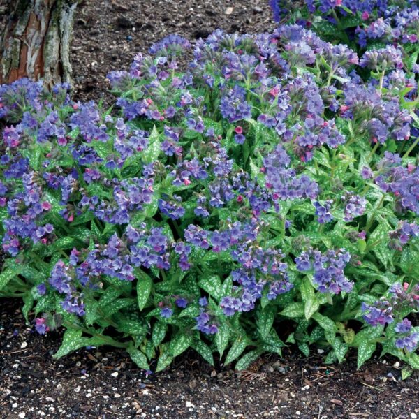 Pulmonaria ‘Trevi Fountain’ Perennial Pack x6 Plug Plants