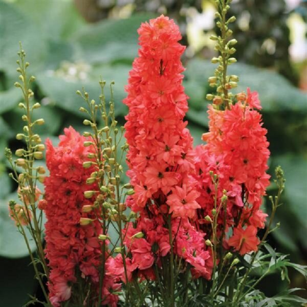 Delphinium Red Lark Perennial LARGE Plug Plants Pack x3