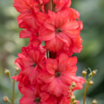 Delphinium Red Lark Perennial LARGE Plug Plants Pack x3