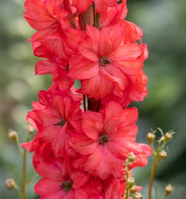 Delphinium Red Lark Perennial LARGE Plug Plants Pack x3