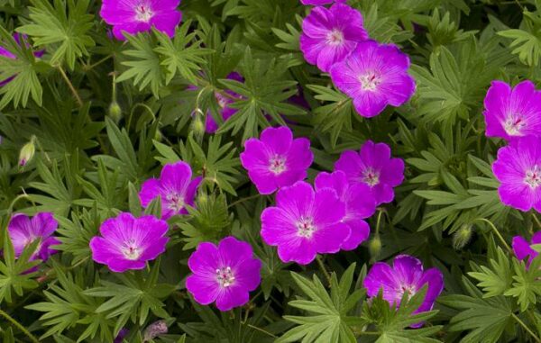 Hardy Geranium Sanguineum 'Max Frei' 9cm Pot Plants Pack x1