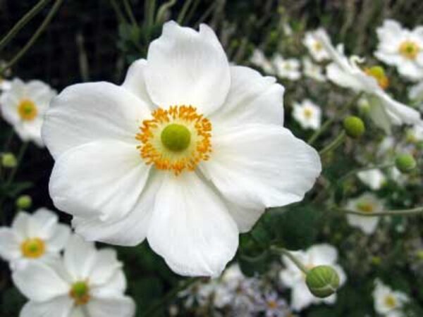 Anemone Japanese × Hybrida 'Honorine Jobert' Perennial LARGE Plug Plants Pack x6