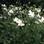 Anemone Japanese × Hybrida 'Honorine Jobert' Perennial LARGE Plug Plants Pack x6
