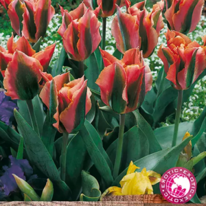 Tulip Bulbs Viridiflora 'Artist' Quality Spring Bulbs Pack x10