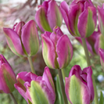 Tulip Bulbs Viridiflora 'Night Rider' Quality Spring Bulbs Pack x10