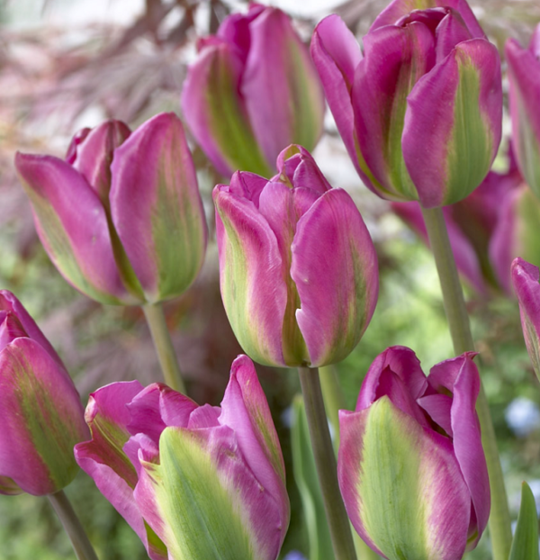 Tulip Bulbs Viridiflora 'Night Rider' Quality Spring Bulbs Pack x10