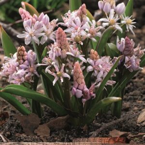 Scilla Bifolia Rosea Spring Bulbs Pack x10