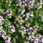 Thyme Vulgaris (Thymus Vulgaris) LARGE Plug Plants Pack x6