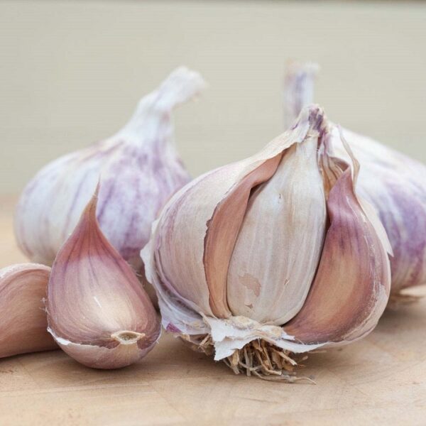Garlic Bulb Allium Sativum Germidour Pack x2 Cloves/Bulbs