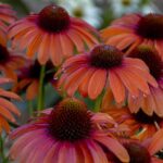 Echinacea (Coneflower) Papallo® Orange-Rose Perennial 9cm Pot Plants Pack x3