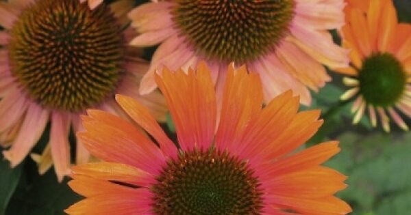 Echinacea (Coneflower) Papallo® Orange-Rose Perennial 9cm Pot Plants Pack x3