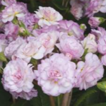 Polyanthus New Giant 'Pretty Polly' Soft Pink Pack x 6 Plug Plants