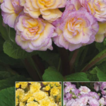 Polyanthus New Giant 'Pretty Polly' Soft Pink Pack x 6 Plug Plants