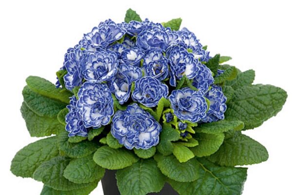 Double Primrose Primula Belarina® Blue Ripples Perennial Plug Plants Pack x6