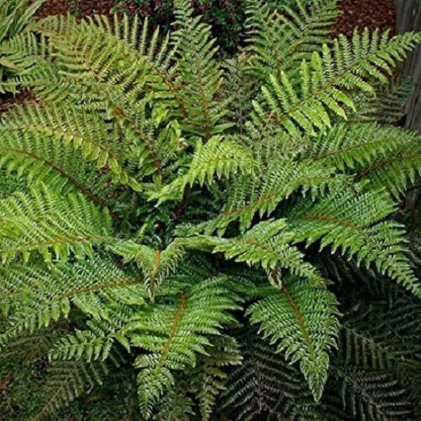 Hardy Fern 'Polystichum Polyblepharum LARGE Plug Plants Pack x6