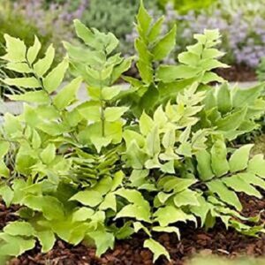 Hardy Fern 'Cyrtomium Fortunei' LARGE Plug Plants Pack x6