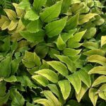Hardy Fern 'Cyrtomium Fortunei' LARGE Plug Plants Pack x6