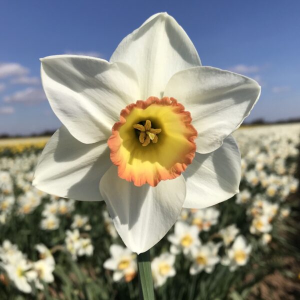 Daffodil Narcissus 'High Society' Pack x7 Bulbs
