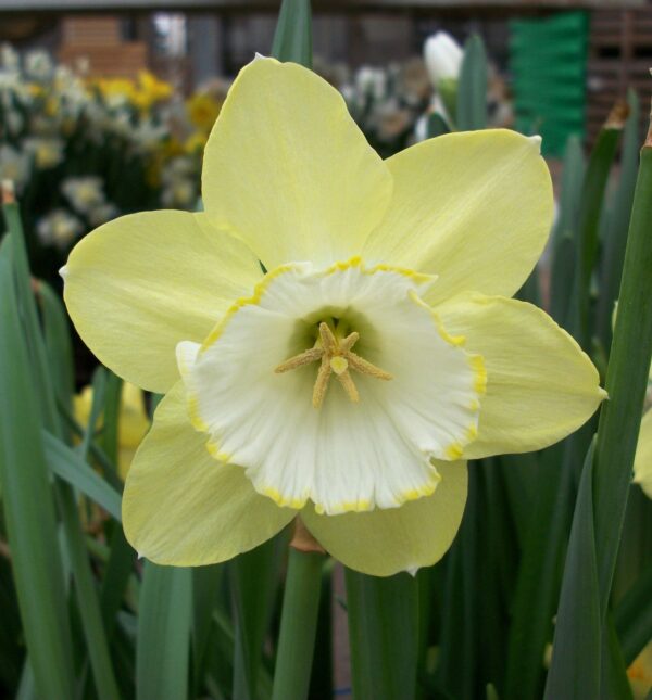 Daffodil Narcissus 'Binkie' 1.5kg Value Pack Spring Bulbs