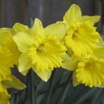 Daffodil Bulbs Narcissus 'Tamara' Spring Bulbs Value Pack 2kg