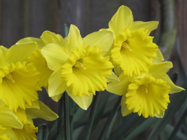 Daffodil Bulbs Narcissus 'Tamara' Spring Bulbs Value Pack 2kg