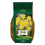 Daffodil Bulbs Narcissus 'Tamara' Spring Bulbs Value Pack 2kg