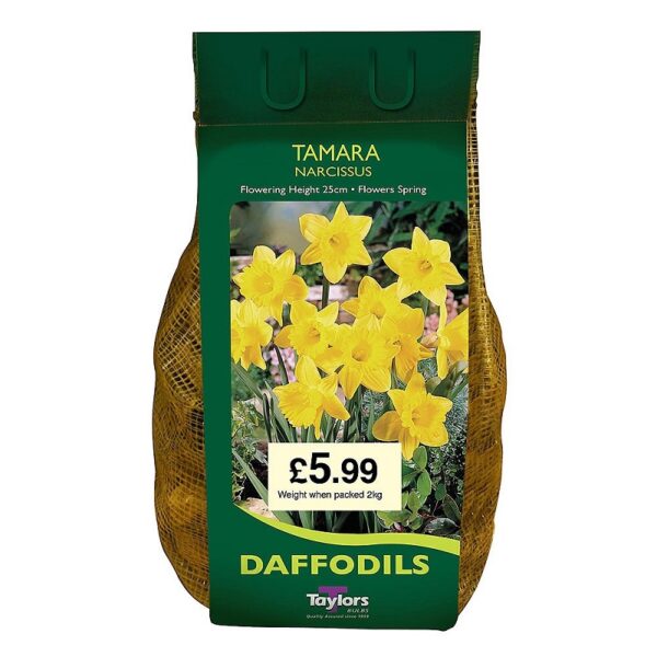 Daffodil Bulbs Narcissus 'Tamara' Spring Bulbs Value Pack 2kg