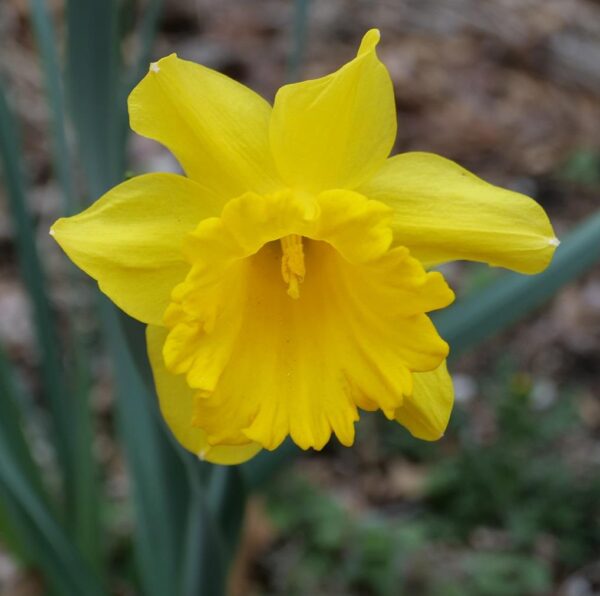 Daffodil Narcissus 'King Alfred Select' Pack x8 Bulbs