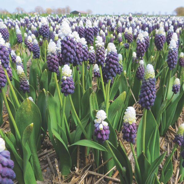 Muscari Latifolium 'Grape Ice' Pack x10 Spring Bulbs