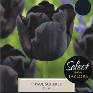 Tulip / Tulipa Paul Scherer Pack x8 Spring Bulbs