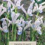Iris Reticulata Frozen Planet  Pack x 10 Bulbs